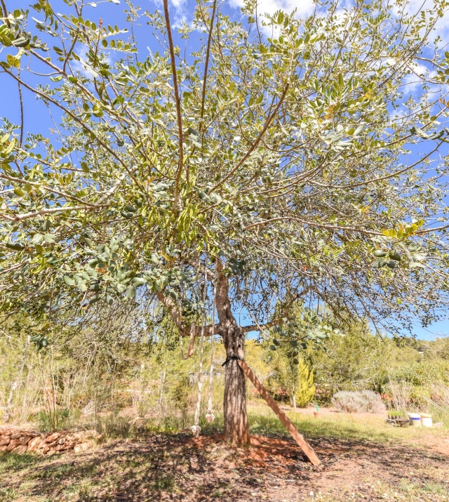 Resa Estate finc for sale Ibiza santa gertrudis te koop spanje tree.jpg